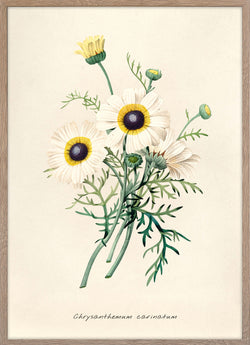 Chrysanthemum Carinatum