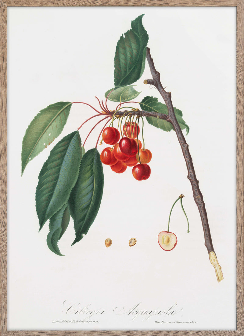 Ciliegia Acquajuola (Cherries)