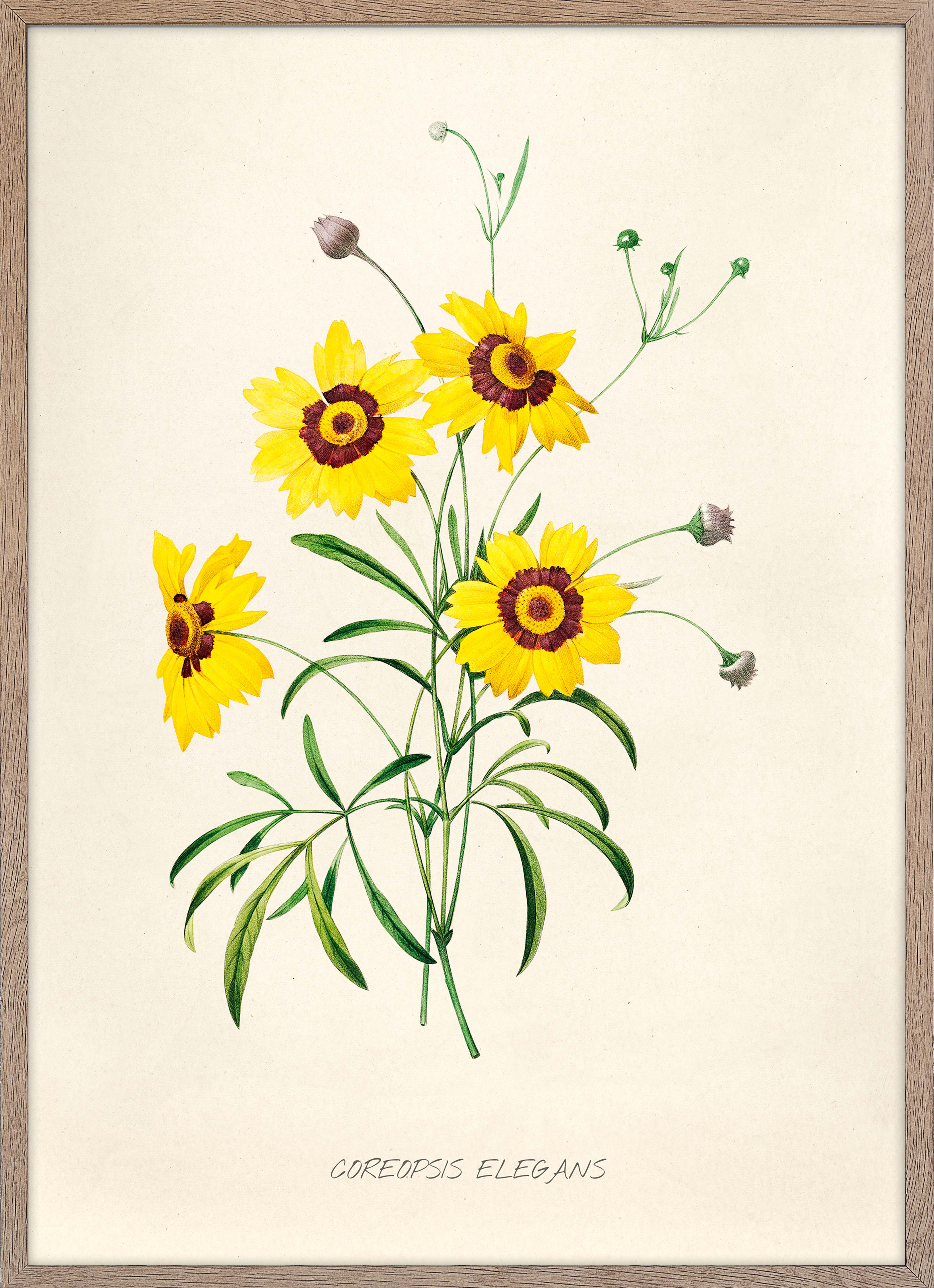 Coreipsis Elegans