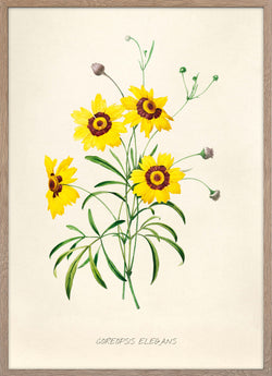 Coreipsis Elegans