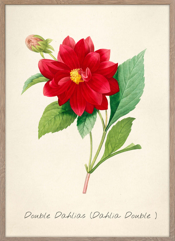 Dahlia Double