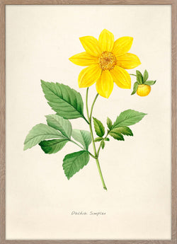 Dalhia Simplex