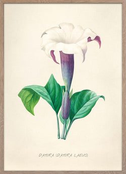 Datura Laevis
