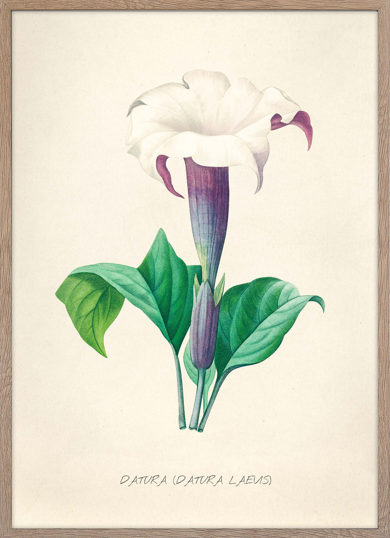 Datura Laevis