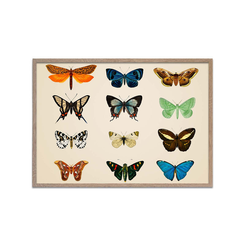 Different Butterflies