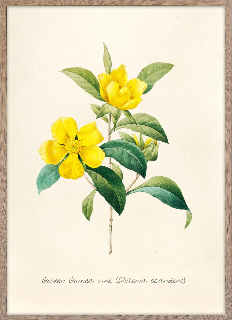 Dillenia Scandens