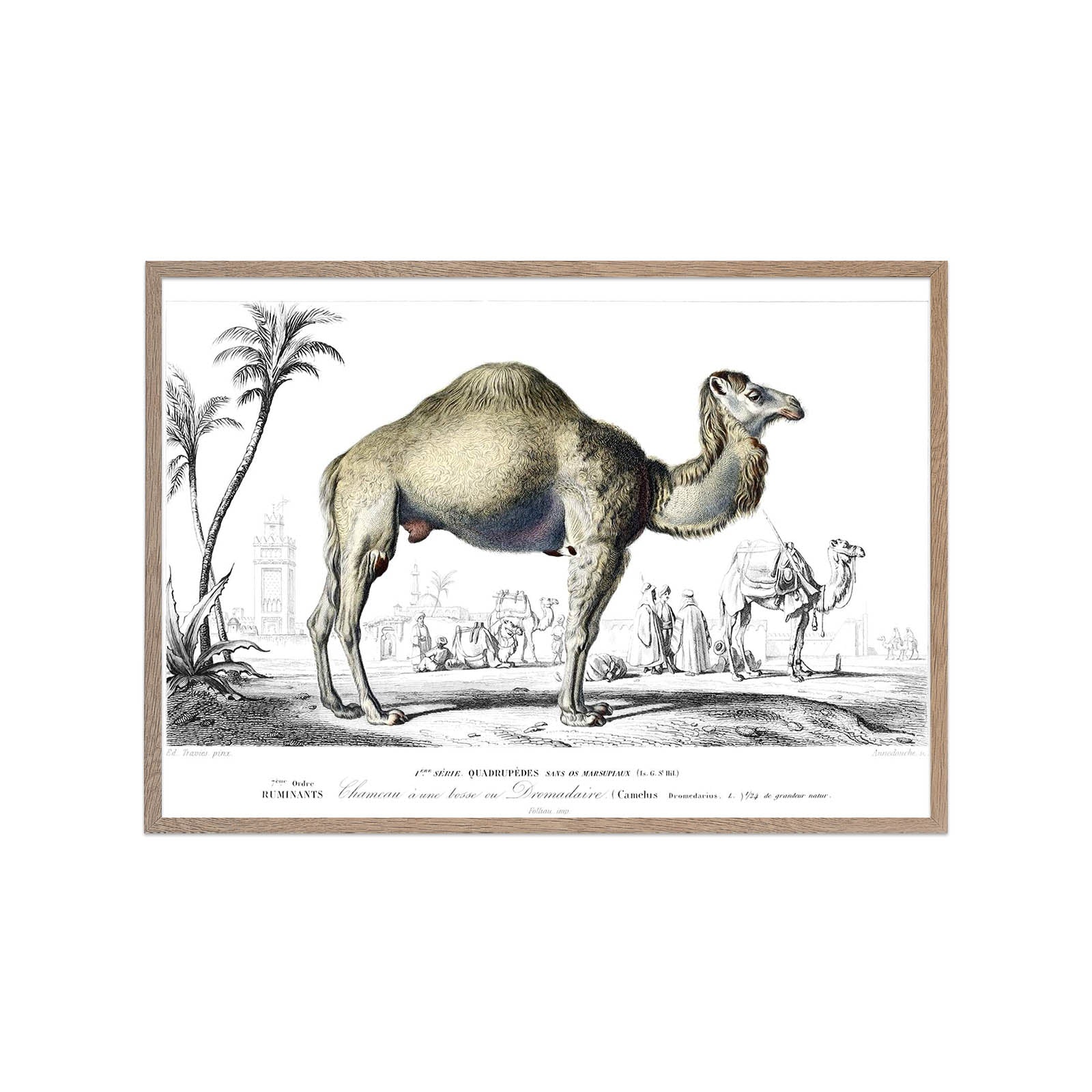 Dromedary