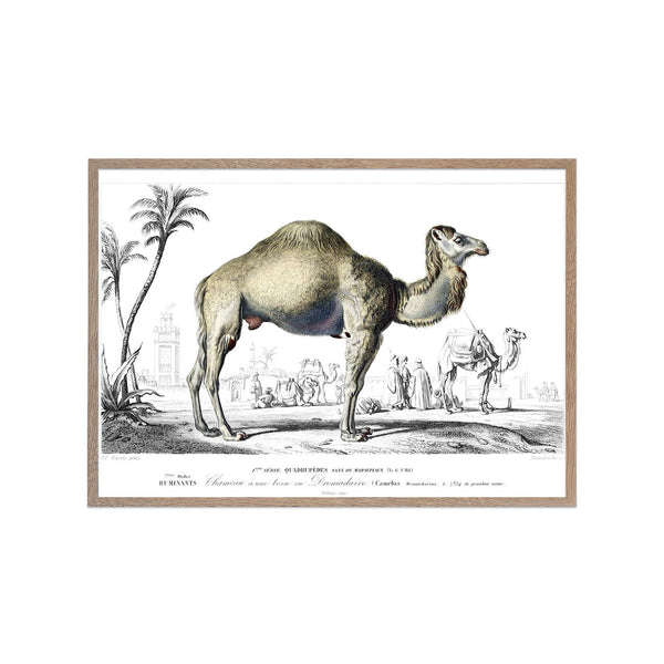 Dromedary