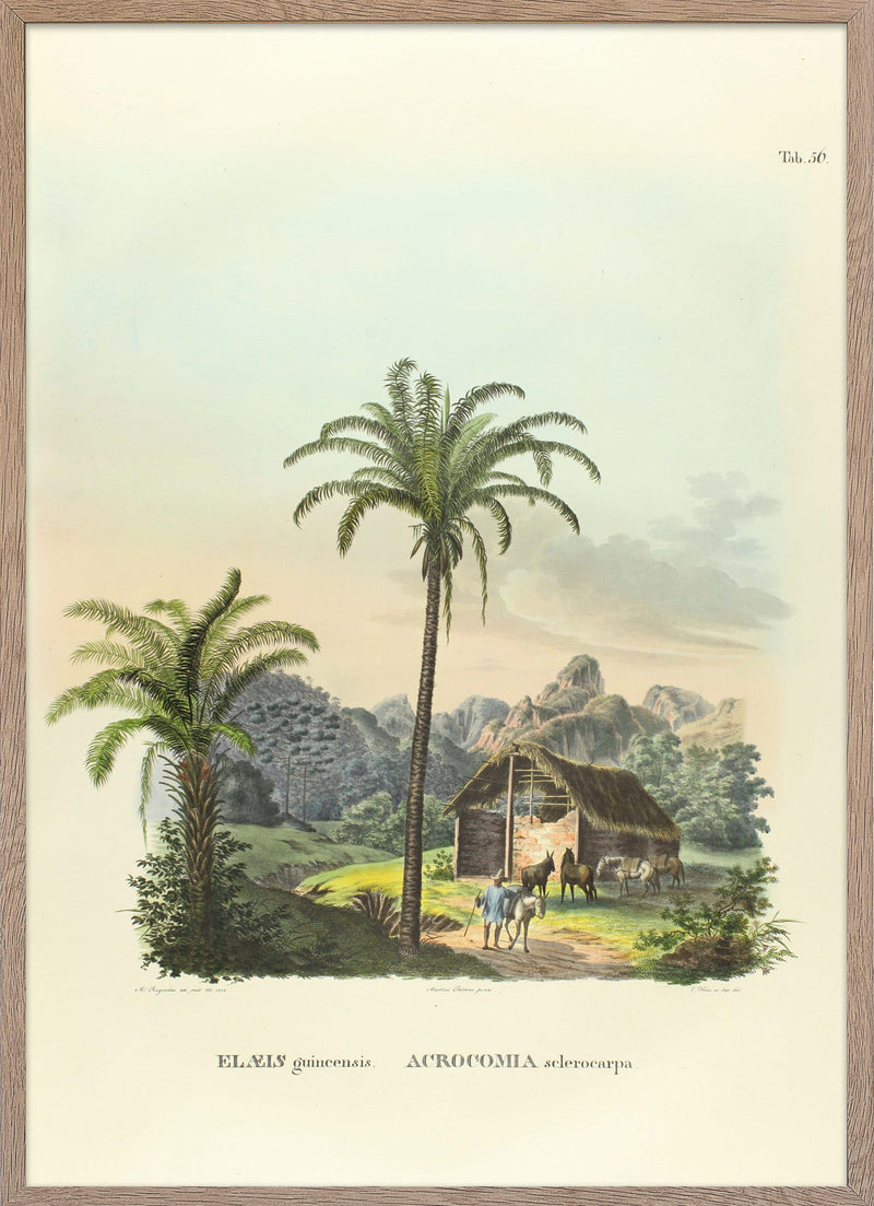 Poster illustrating palms Elaeis Guincensis and Acrocomia Sclerocarpa from Palmarum.
