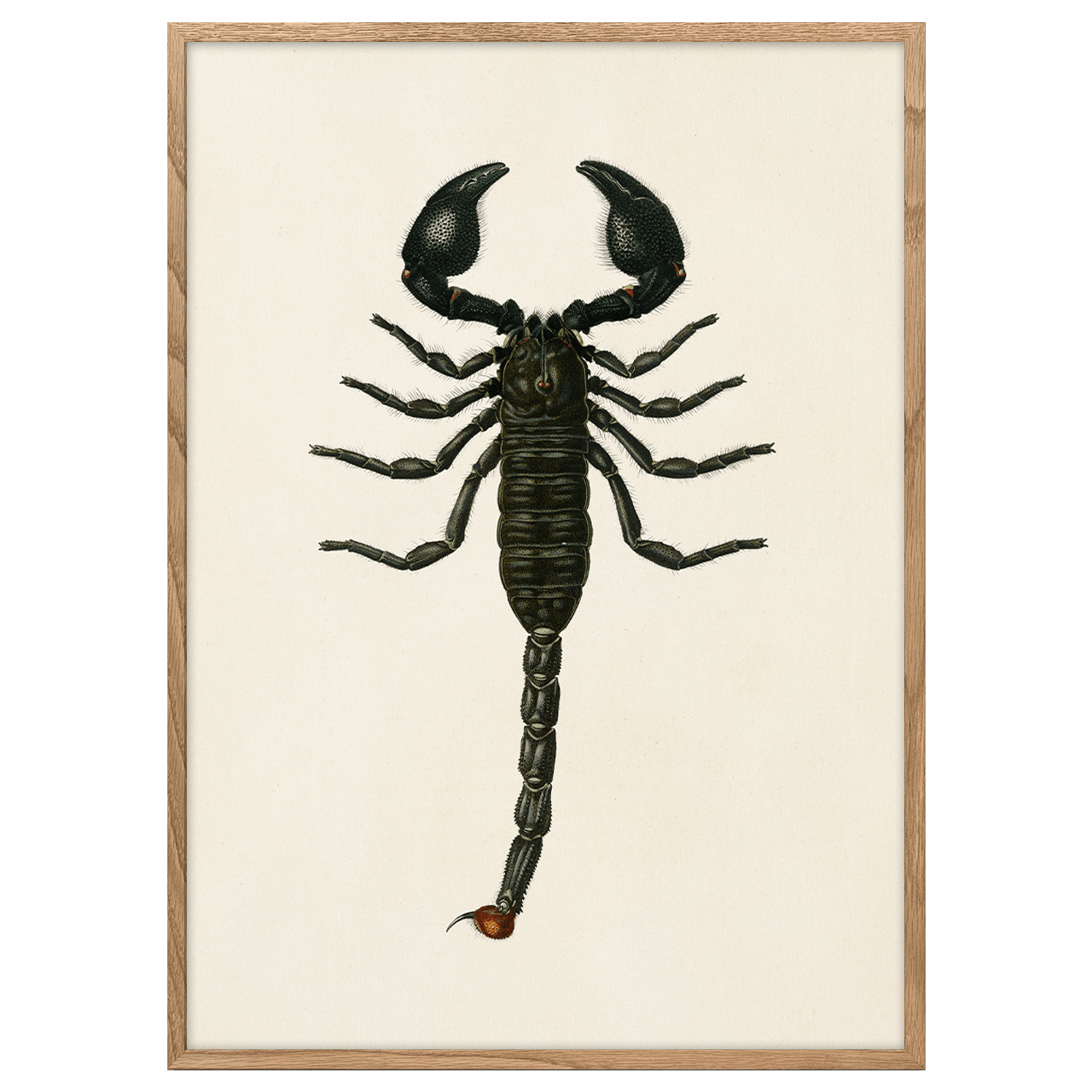 Emperor Scorpion