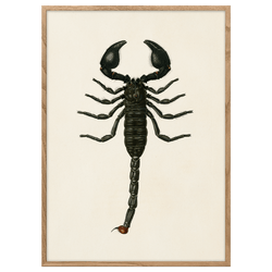 Emperor Scorpion