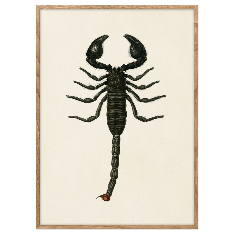 Emperor Scorpion