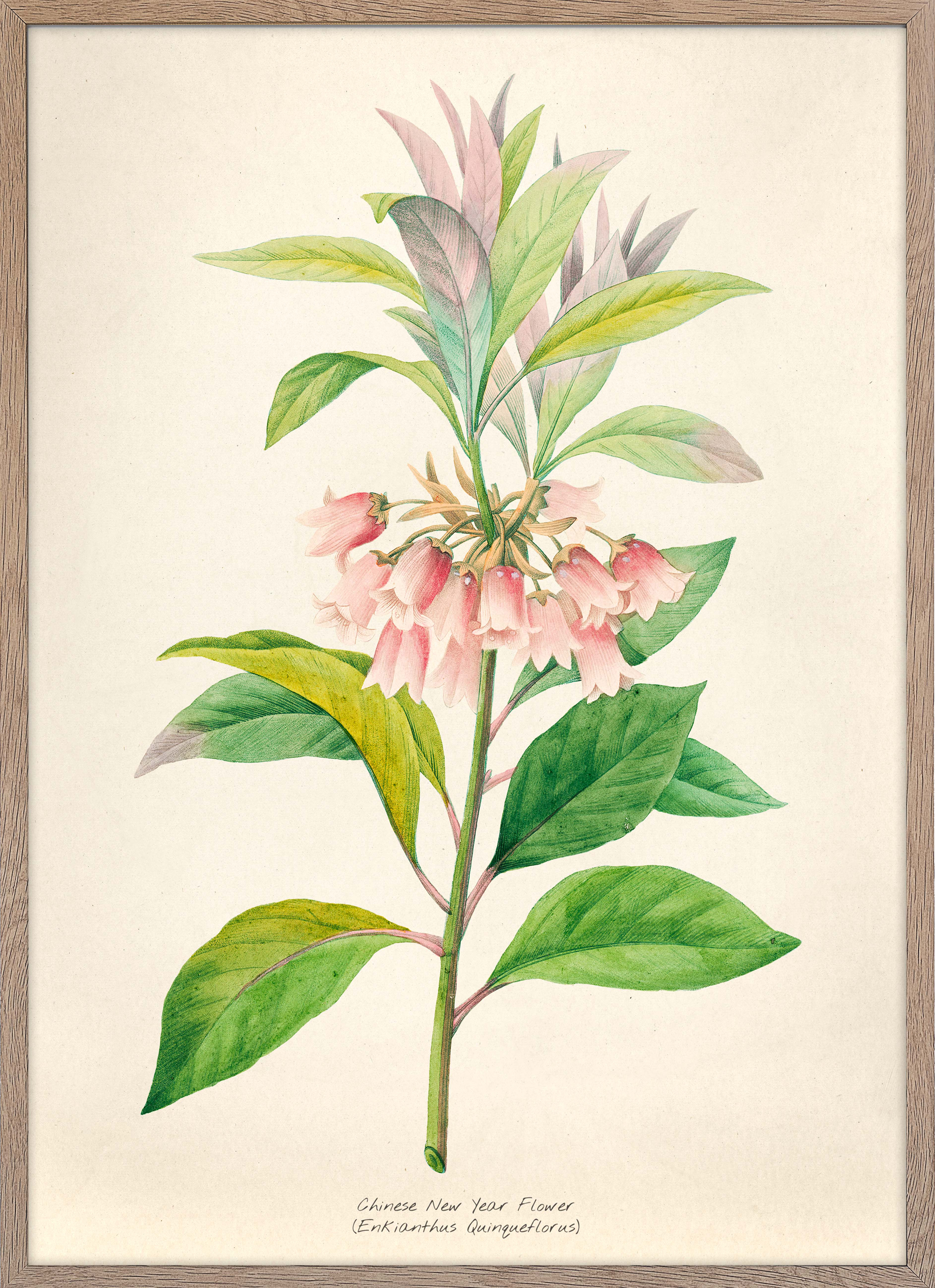 Enkianthus Quiaueflorus