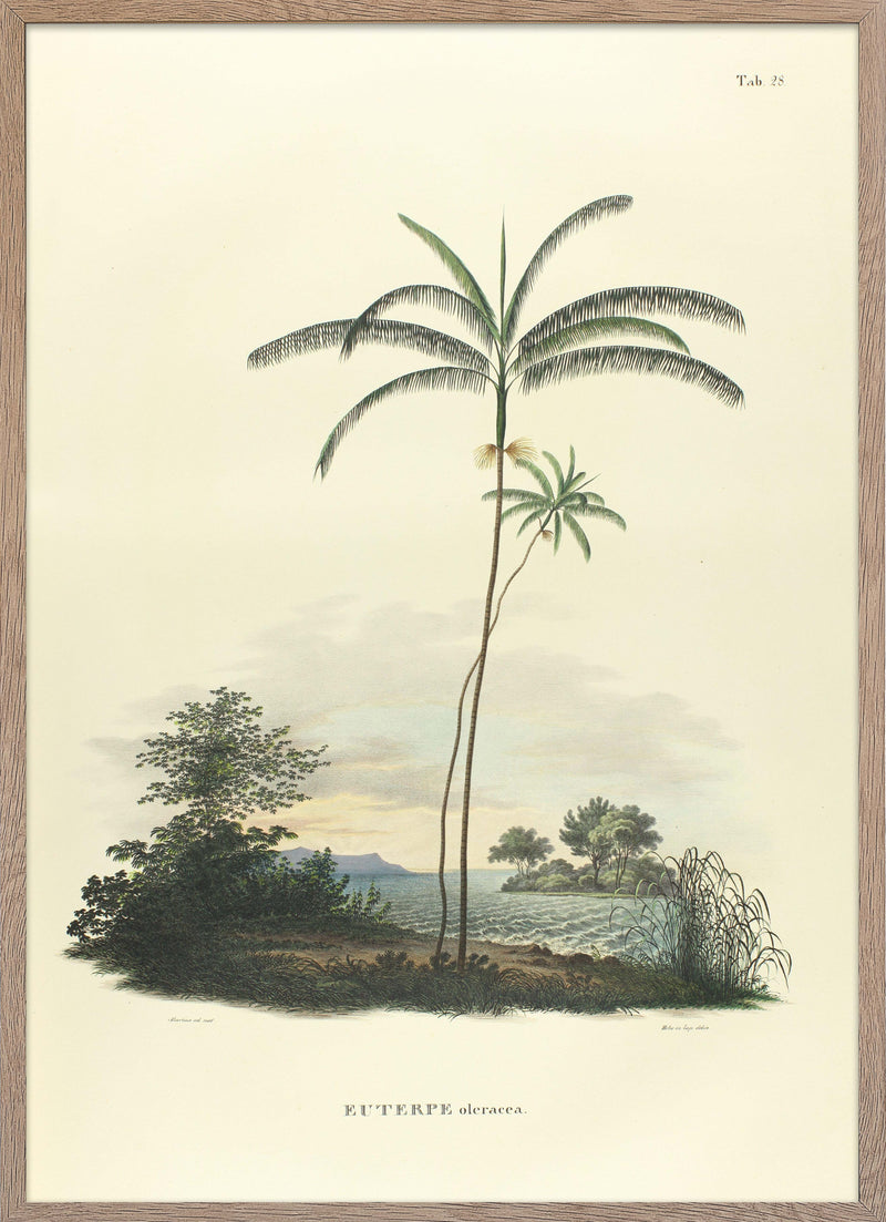 Poster of Euterpe Oleracea from Palmarum.