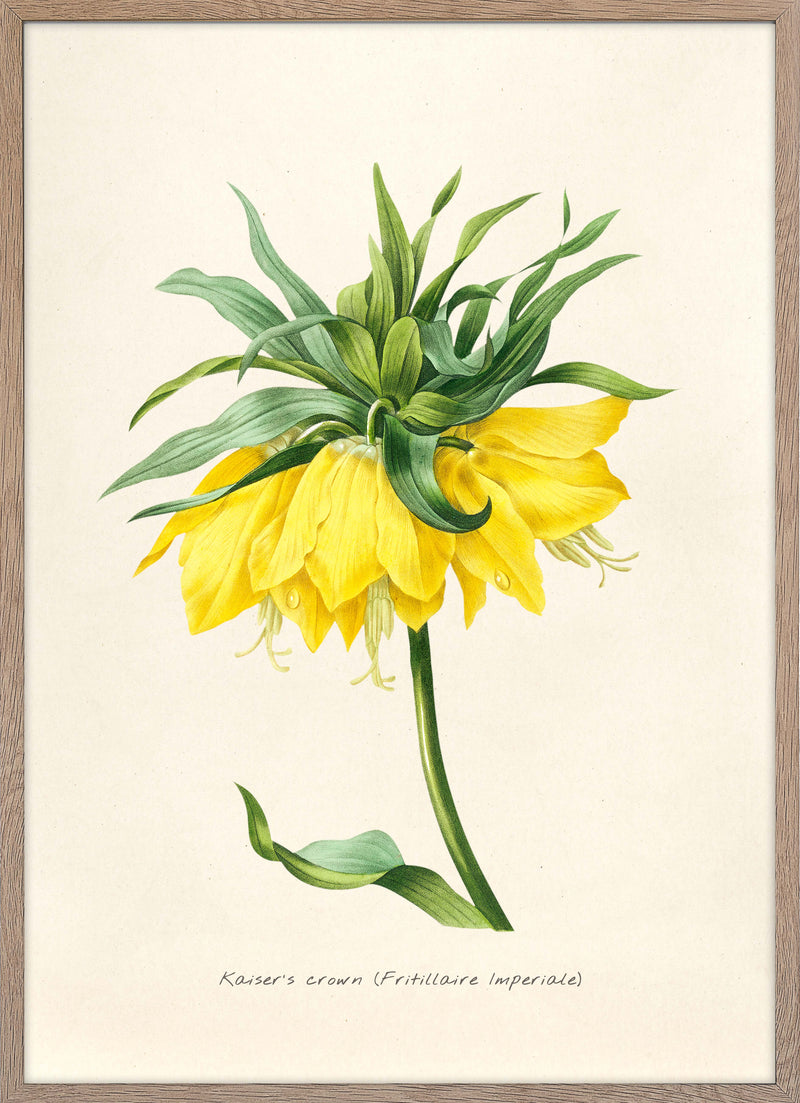 Fritillaire Imperiale
