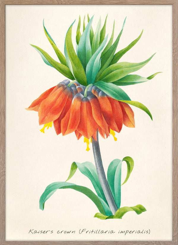 Fritillaria Imperialis Orange