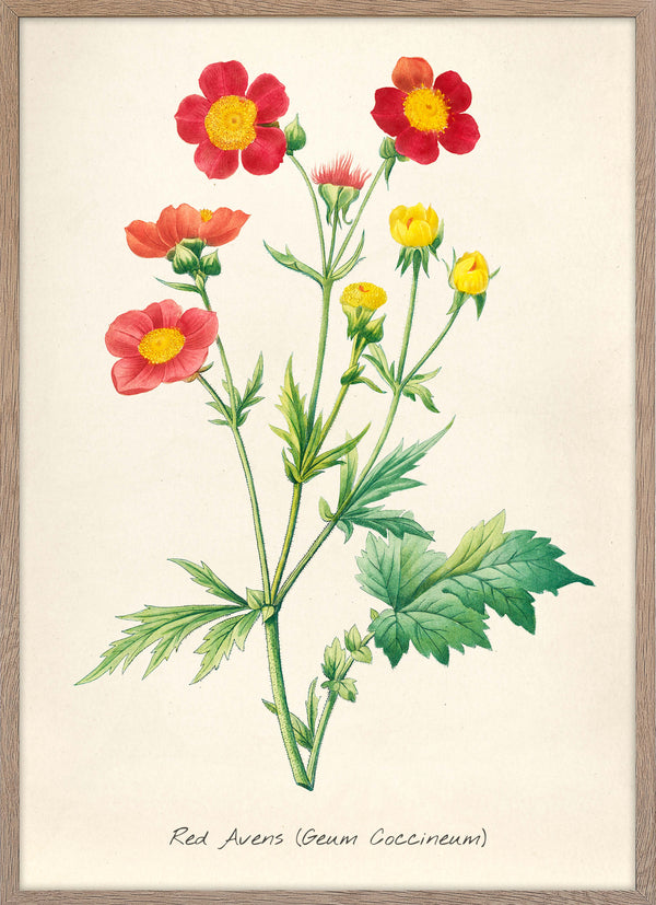 Geum Coccineum