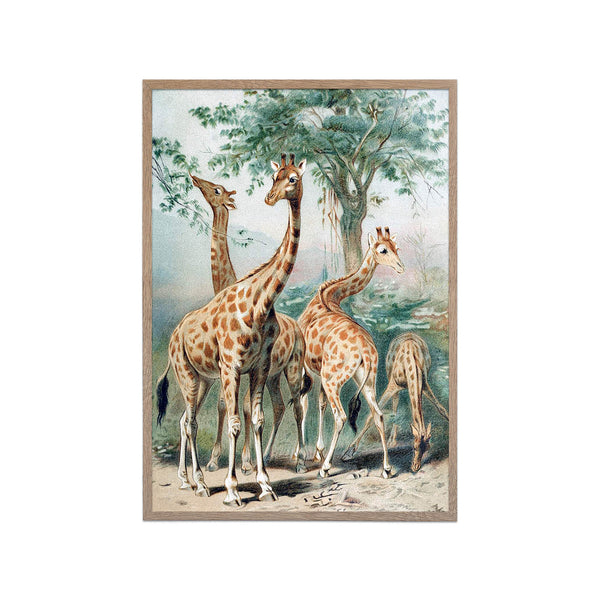 Giraffes