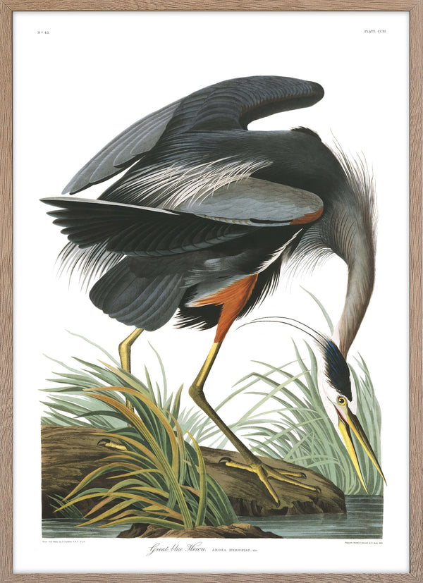 Great blue Heron