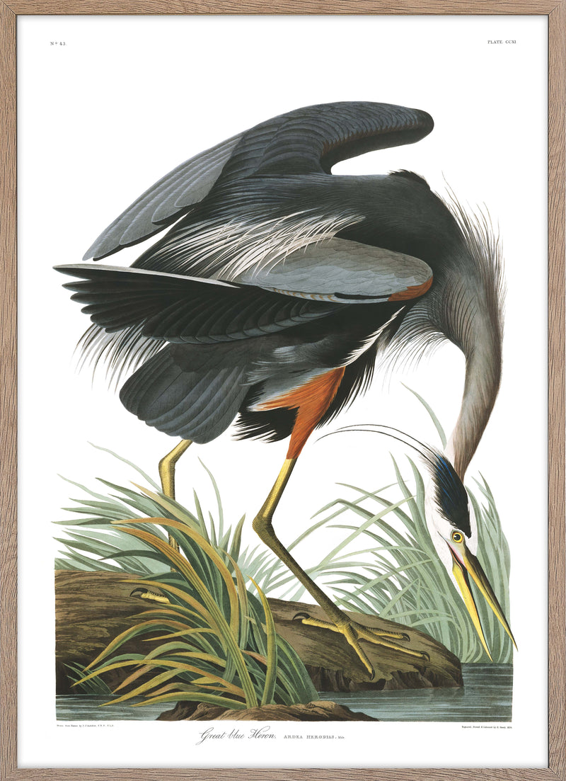Great blue Heron