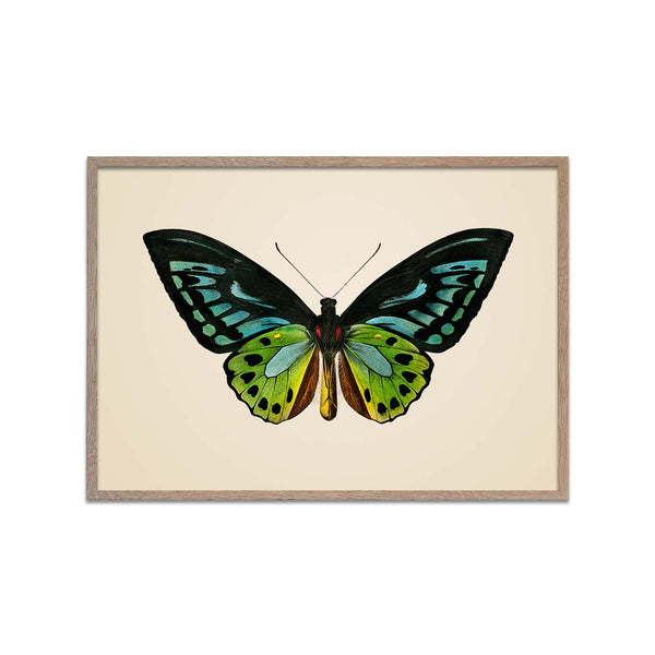 Green Birdwing