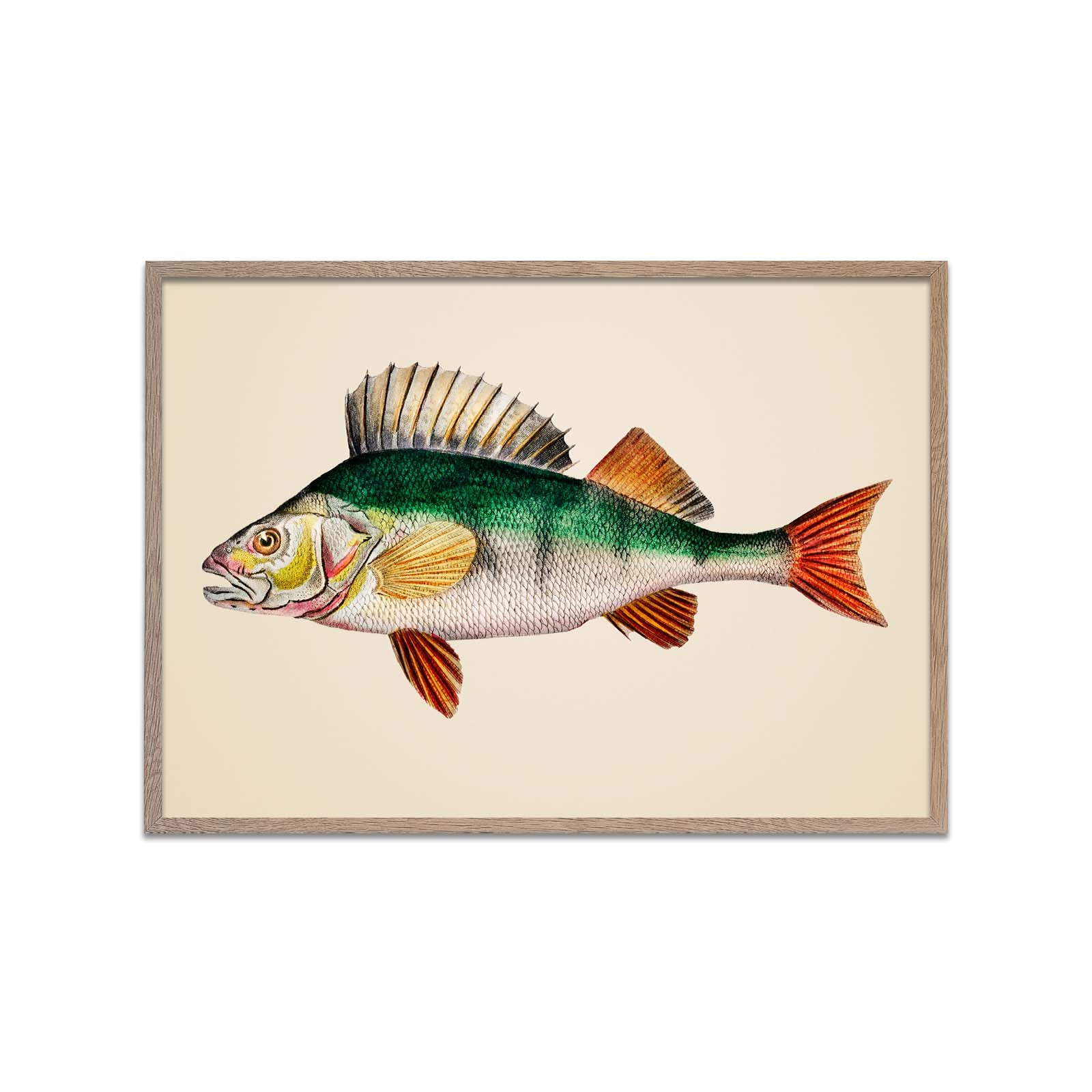 Green top Fish