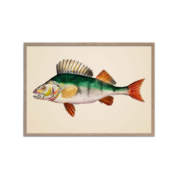Green top Fish