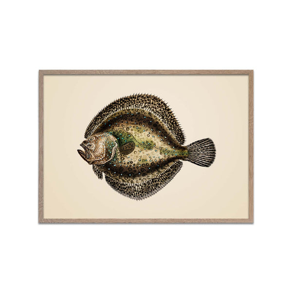 Halibut Fish