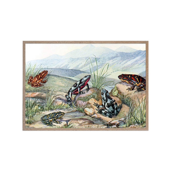 Harlequin Frogs