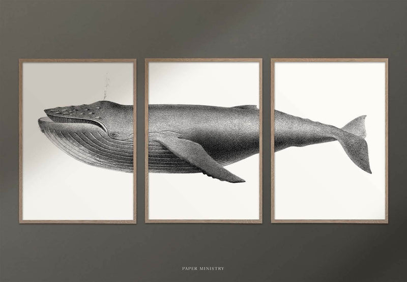 Vintage Humpback Whale 3in1