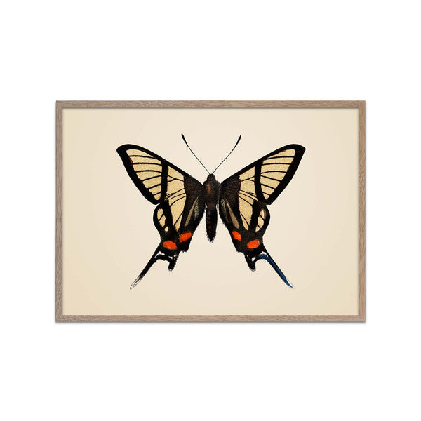 Imperial Butterfly