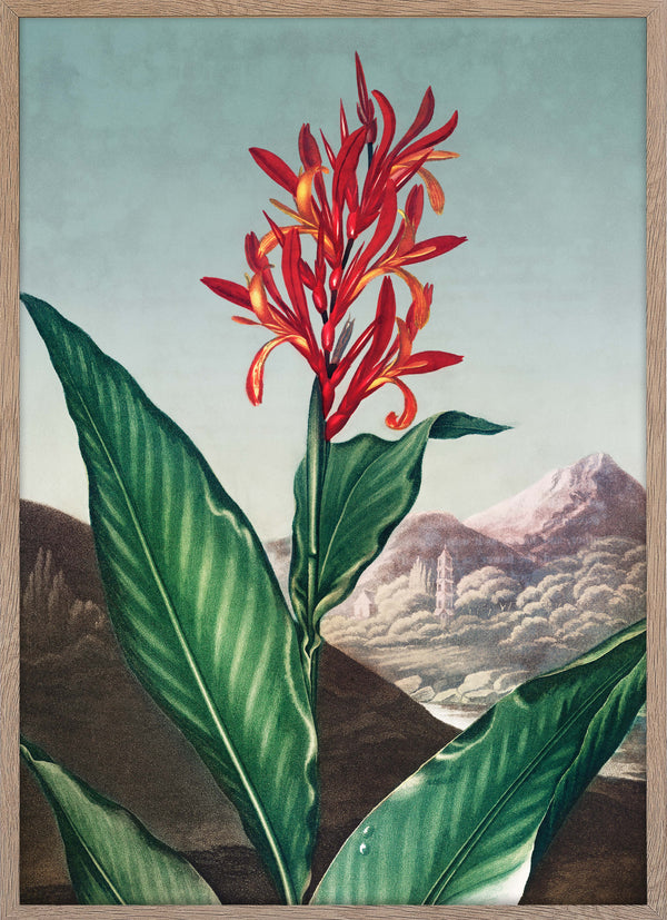 Indian Reed