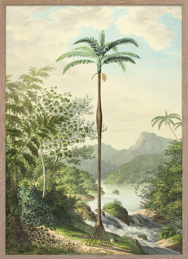 Full art print of Iriartea Ventricosa from Palmarum collection.