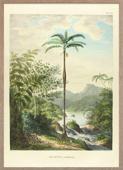 Illustration of Iriartea Ventricosa palm from Palmarum.