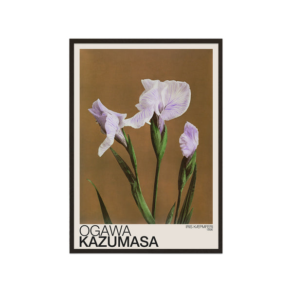 Iris Kæmpferi (Ogawa Kazumasa)