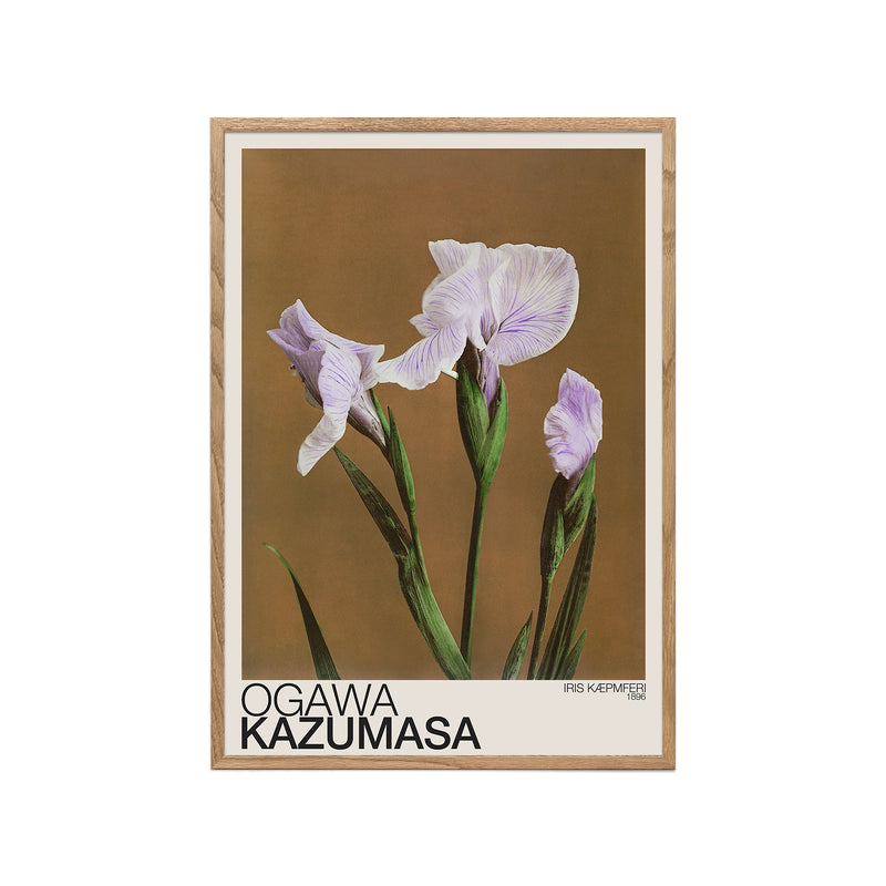 Iris Kæmpferi (Ogawa Kazumasa)