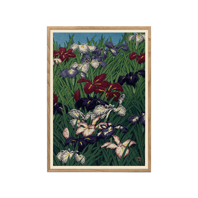Iris (Ayame)