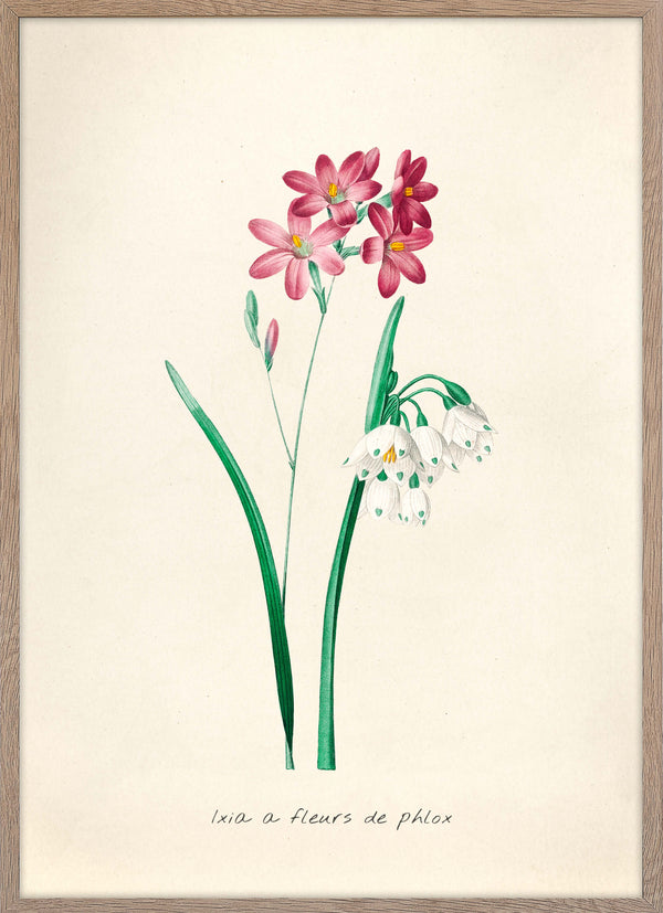 Ixia A Fleurs De Phlox