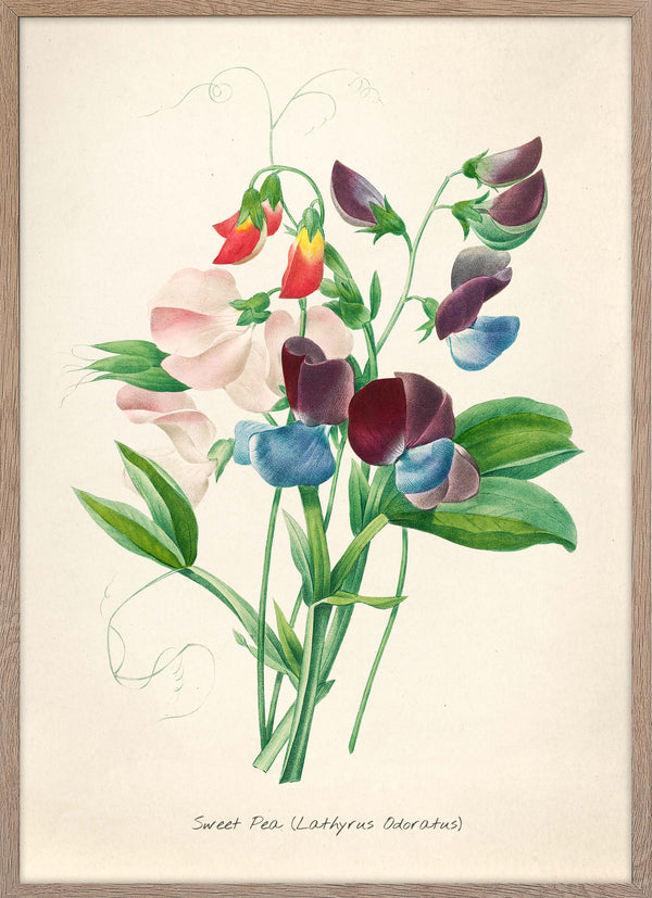 Lathyrus Odoratus