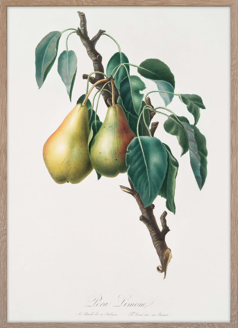 Lemon Pear (Pyrus Limonia)