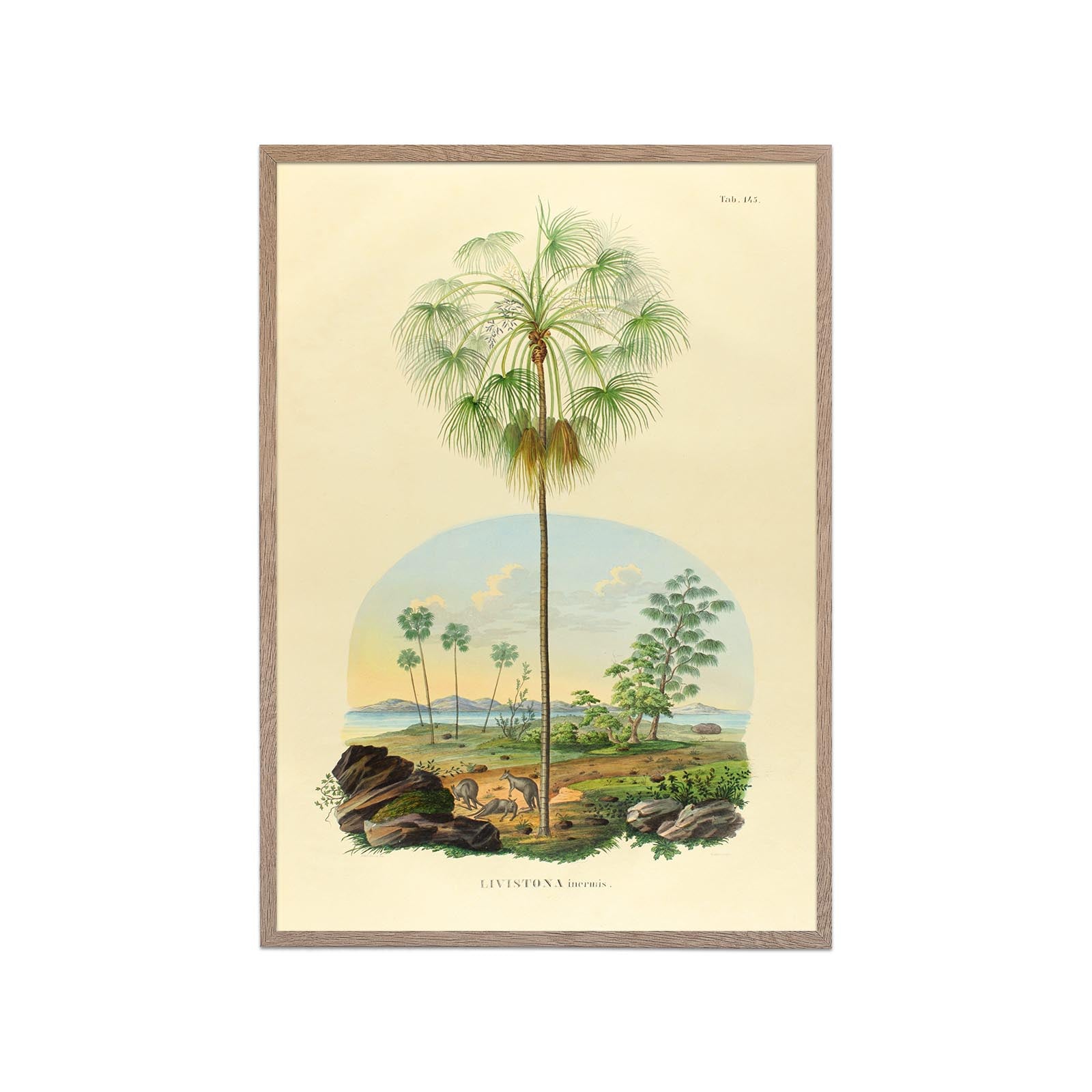 Livistona Inermis