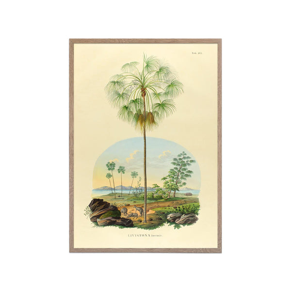Livistona Inermis