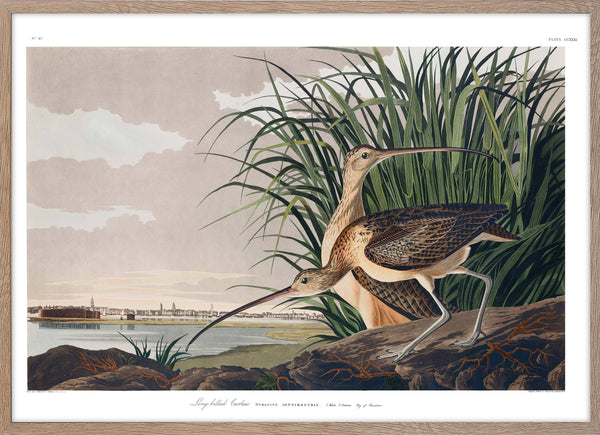 Long-billed Curlew