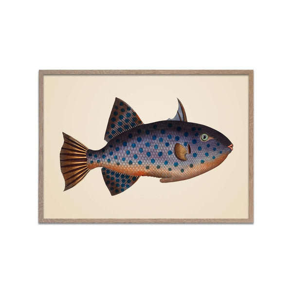 Long File-Fish