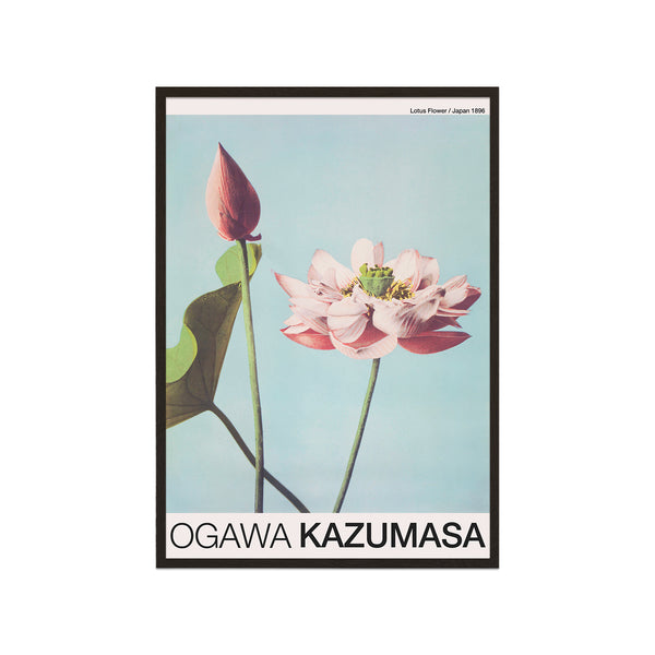 Lotus Flower (Ogawa Kazumasa)