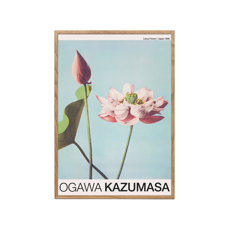 Lotus Flower (Ogawa Kazumasa)
