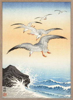 Five seagulls