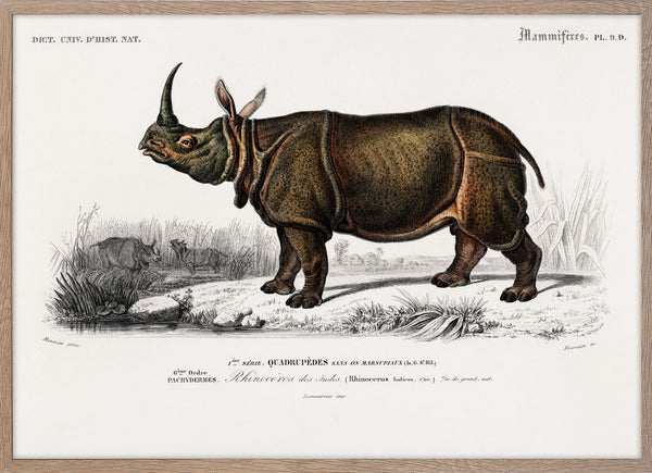 Indian rhinoceros (Rhinoceros unicornis)