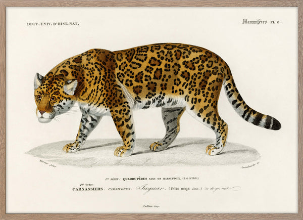 Jaguar (Panthera Onca)