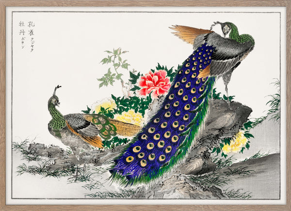 Peacock and Peony